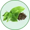 Green Tea Extract